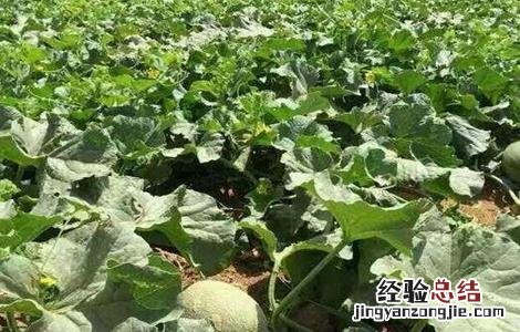 哈密瓜的种植条件是什么 哈密瓜的种植条件