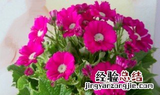 刚买的瓜叶菊怎样养护 刚买的瓜叶菊怎样养