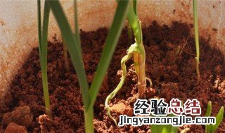 蒜叶黄怎么回事啊 蒜叶黄怎么回事