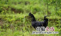 乌鸡功效作用营养价值 乌鸡的功效与作用是什么