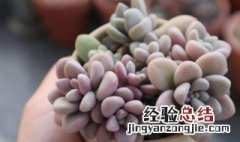 宝宝手指发展的顺序 婴儿手指如何分支