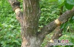 枣树环割时间和方法 枣树环割时间和方法图片