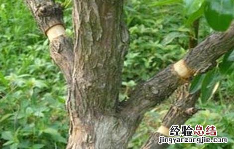 枣树环割时间和方法 枣树环割时间和方法图片