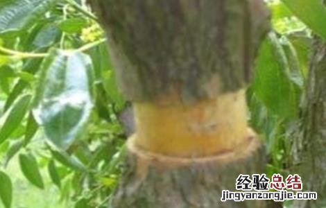 枣树环割时间和方法 枣树环割时间和方法图片