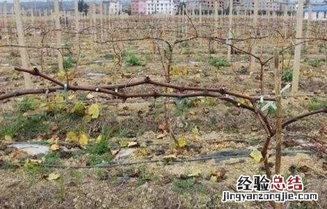 葡萄可以延缓衰老吗 葡萄早衰原因及防治方法