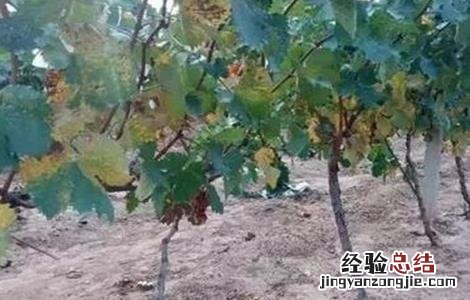葡萄可以延缓衰老吗 葡萄早衰原因及防治方法