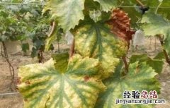 葡萄可以延缓衰老吗 葡萄早衰原因及防治方法