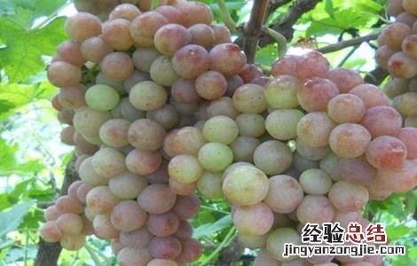 葡萄可以延缓衰老吗 葡萄早衰原因及防治方法