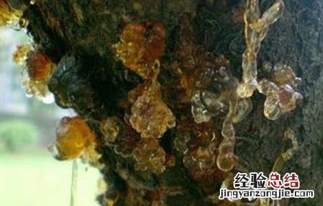 葡萄可以延缓衰老吗 葡萄早衰原因及防治方法