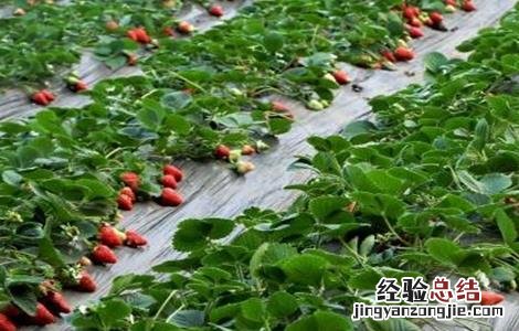 草莓施肥注意事项 草莓施肥注意事项和禁忌