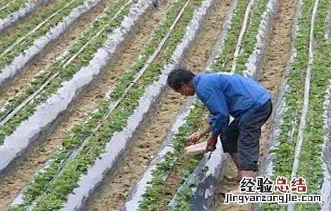 草莓施肥注意事项 草莓施肥注意事项和禁忌