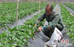 草莓施肥注意事项 草莓施肥注意事项和禁忌