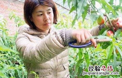 桃树夏季修剪技术图解 桃树夏季修剪技术