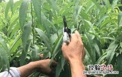 桃树夏季修剪技术图解 桃树夏季修剪技术
