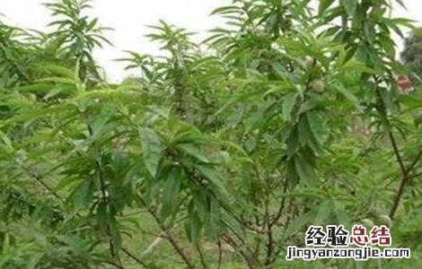 桃树夏季修剪技术图解 桃树夏季修剪技术