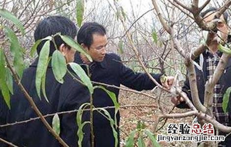 桃树夏季修剪技术图解 桃树夏季修剪技术