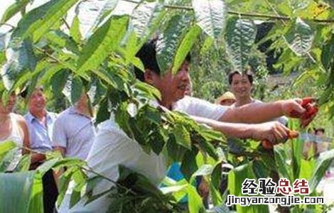 桃树夏季修剪技术图解 桃树夏季修剪技术