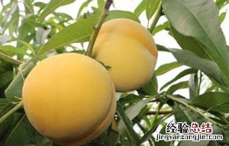 黄桃果园管理技术要点 黄桃果园管理技术