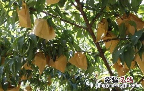 黄桃果园管理技术要点 黄桃果园管理技术