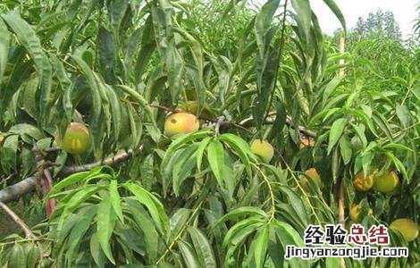 黄桃果园管理技术要点 黄桃果园管理技术