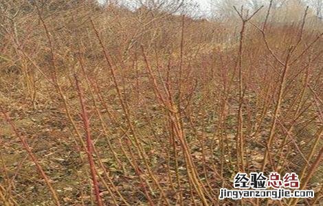 黄桃果园管理技术要点 黄桃果园管理技术