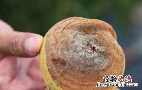 黄桃果园管理技术要点 黄桃果园管理技术