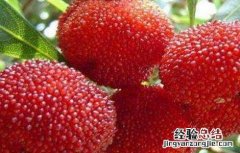 杨梅果园管理技术 杨梅果园管理技术规范