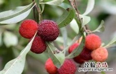 杨梅落果怎么办 怎样防止杨梅落果