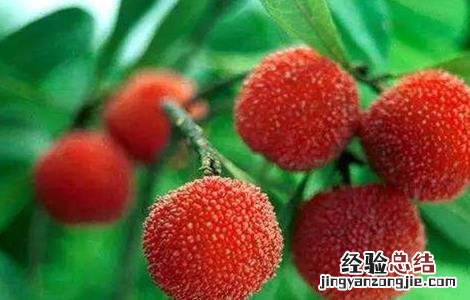 杨梅施肥时间和方法 杨梅什么时候施肥最好