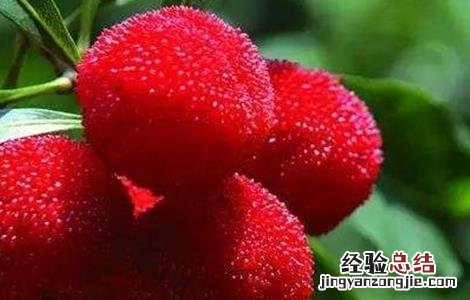 杨梅施肥时间和方法 杨梅什么时候施肥最好