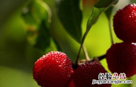 杨梅施肥时间和方法 杨梅什么时候施肥最好