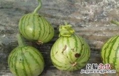 西瓜子畸形 西瓜畸形怎么办