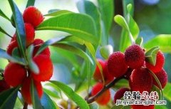 如何提高杨梅坐果率 怎样提高杨梅坐果率