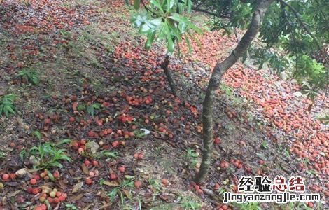 如何提高杨梅坐果率 怎样提高杨梅坐果率