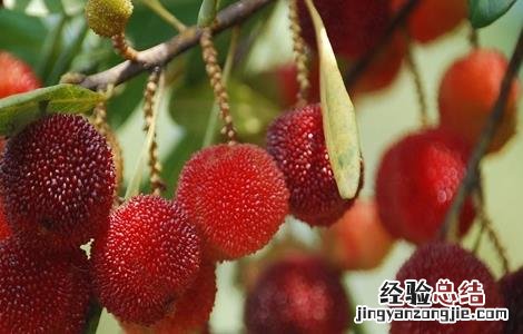 如何提高杨梅坐果率 怎样提高杨梅坐果率