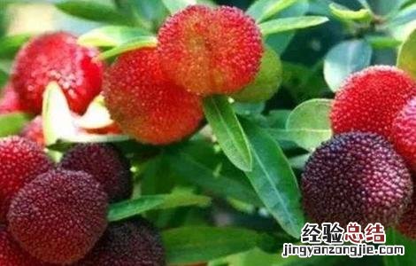 如何提高杨梅坐果率 怎样提高杨梅坐果率