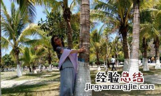 椰树怎么看年龄图解 椰树怎么看年龄