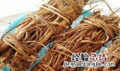 五指毛桃根煮水的功效 五指毛桃根煎水喝的作用