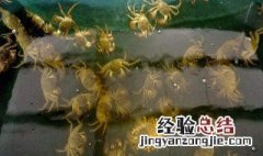 自家怎么养螃蟹 怎样在家养螃蟹