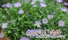 姬小菊养护 姬小菊春天怎么养