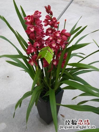 大花蕙兰的养殖方法和注意事项 盆栽 大花蕙兰的养殖方法