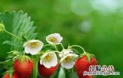草莓保花保果技术视频 草莓保花保果技术