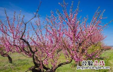 桃树花期管理要点 桃树花期管理要点是什么