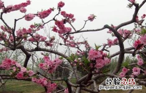 桃树花期管理要点 桃树花期管理要点是什么