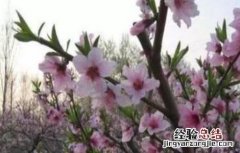 桃树花期管理要点 桃树花期管理要点是什么