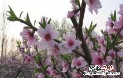 桃树花期管理要点 桃树花期管理要点是什么