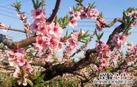 桃树花期管理要点 桃树花期管理要点是什么