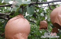 梨果套袋时间和方法 梨子套袋时间与方法