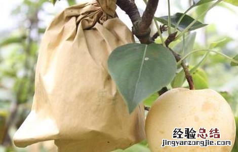 梨果套袋时间和方法 梨子套袋时间与方法