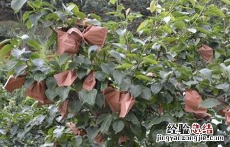 梨果套袋时间和方法 梨子套袋时间与方法